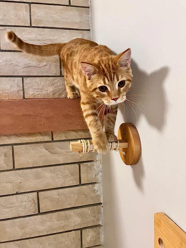 Ankara Kameralı Kedi Oteli