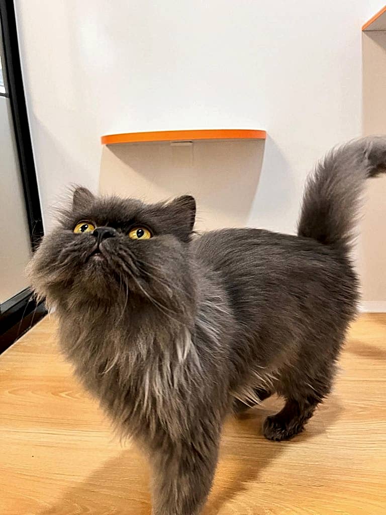 Evde Kedi Bakımı Yaparken Dikkat Edilmesi Gerekenler