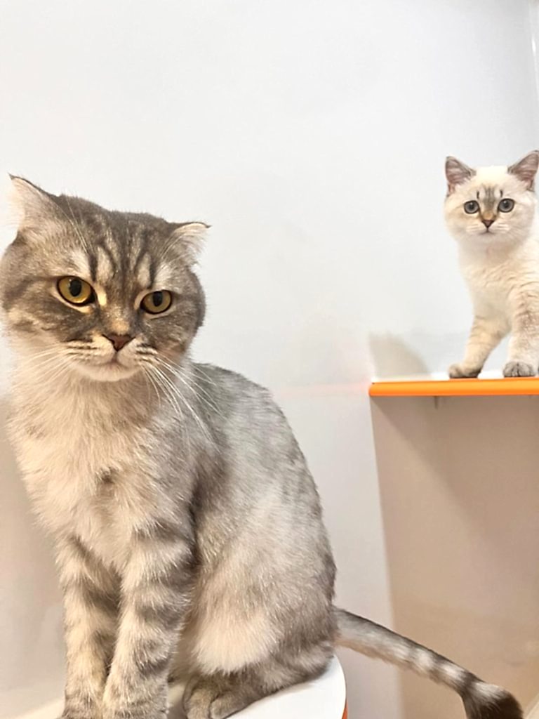 Kedi Otelinin Avantajları